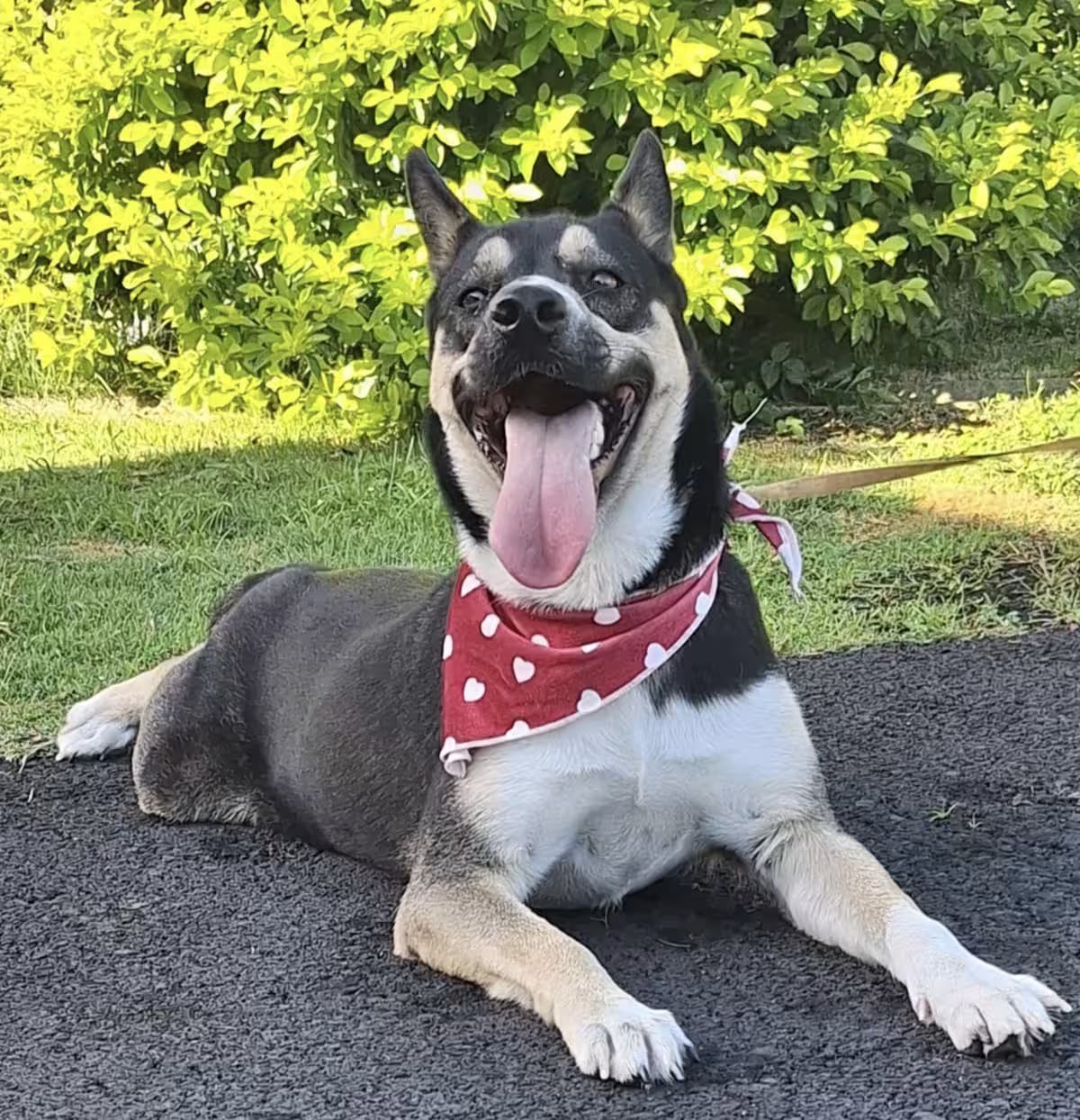 Photo of Jazmine, adoptable Australian Kelpie/Siberian Husky in New York, New York