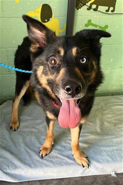Photo of Aden, adoptable German Shepherd Dog in Sacramento, California