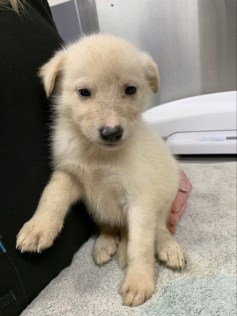 Photo of Anastasia, adoptable Husky in Fairbanks, Alaska