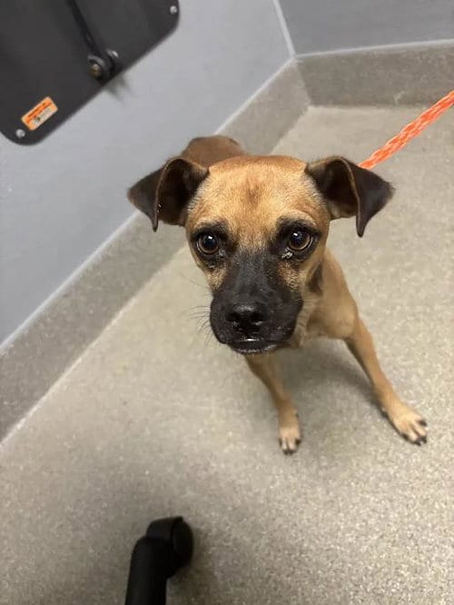 Photo of Snoopy, adoptable Pug in Las Vegas, Nevada