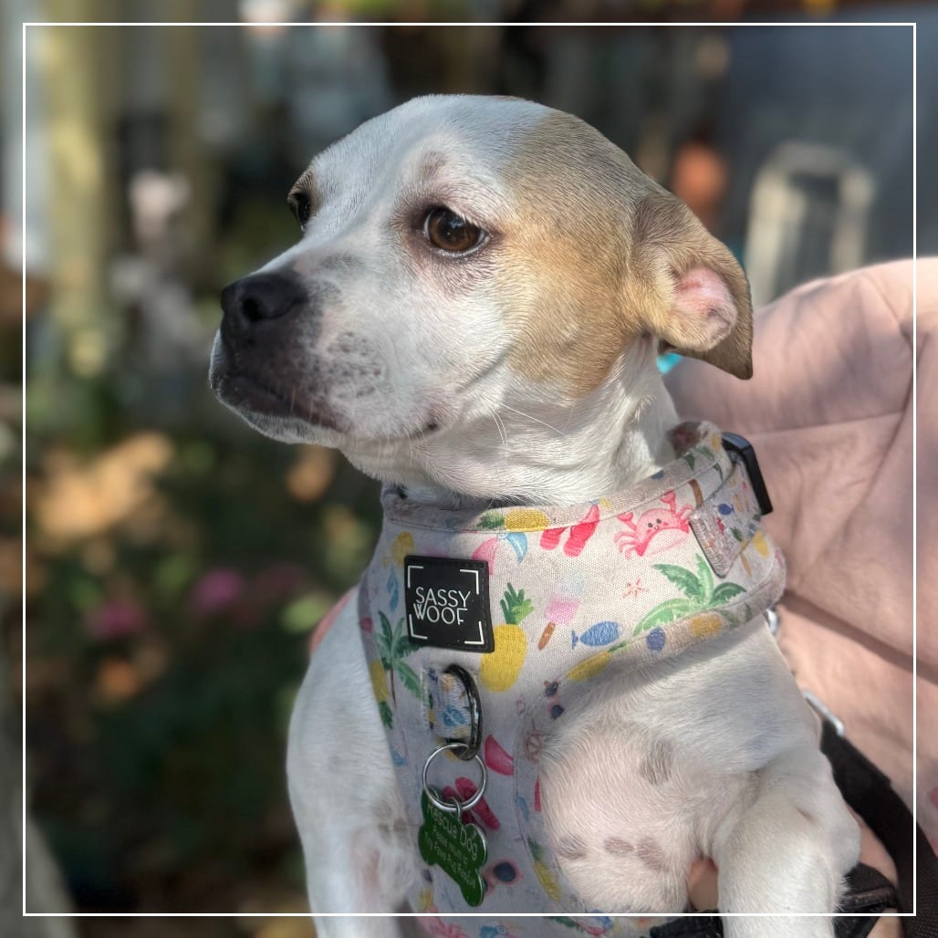 Photo of Mitzy, adoptable Pug / Terrier in California, California