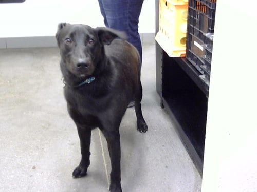 Photo of Ebony, adoptable Australian Kelpie in Mesa, Arizona