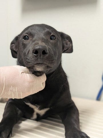 Photo of Pup 11, adoptable Pit Bull Terrier in Bakersfield, California