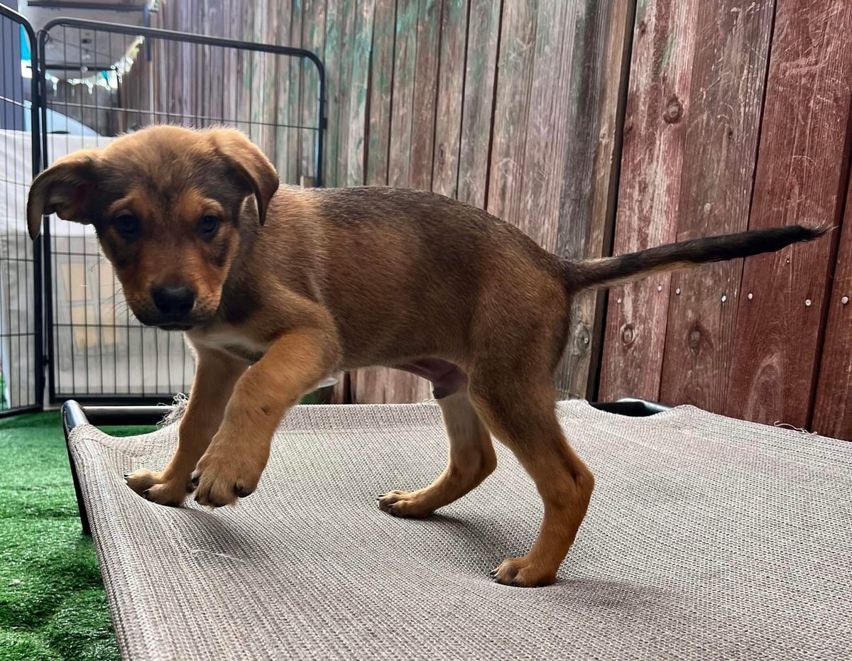 Photo of Clark Gizwold, adoptable American Staffordshire Terrier in San Diego, California