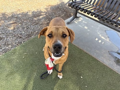 Photo of Paolo, adoptable American Pit Bull Terrier in Phoenix, Arizona