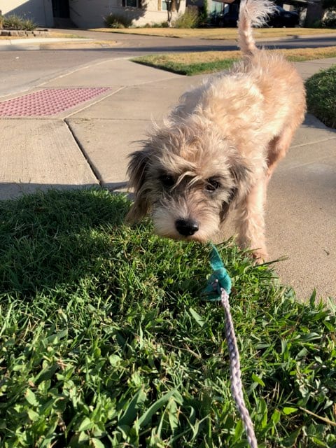 Photo of Lucy, adoptable Yorkshire Terrier Yorkie in Dallas, Texas