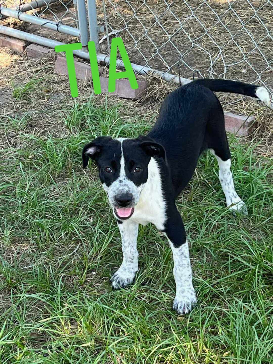 Photo of Tia, adoptable Labrador Retriever in Kempner, Texas