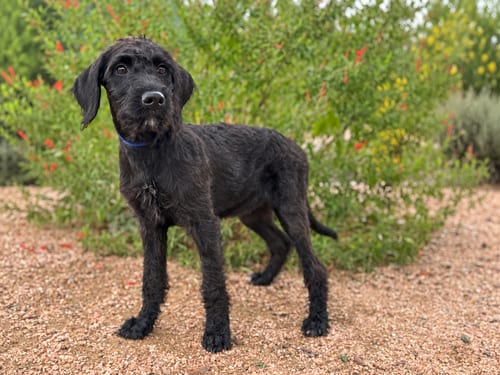 Photo of Raven, adoptable Labrador Retriever in PIPE CREEK, Texas