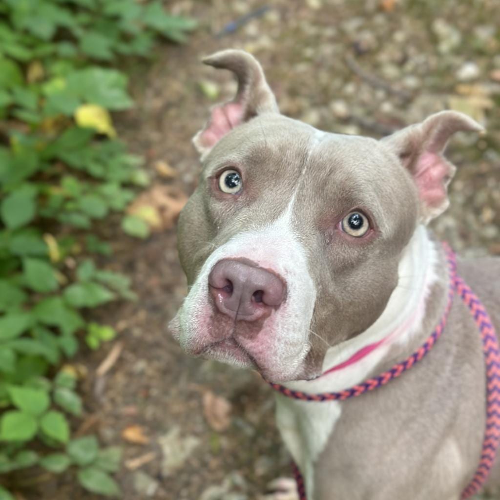 Photo of Kira, adoptable Mixed Breed (Large) in Chattanooga, Tennessee