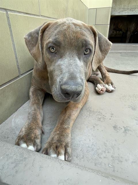 Photo of Bronco, adoptable Pit Bull Terrier in Riverside, California