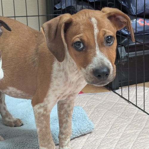 Photo of Glinda, adoptable Terrier in Dallas, Texas