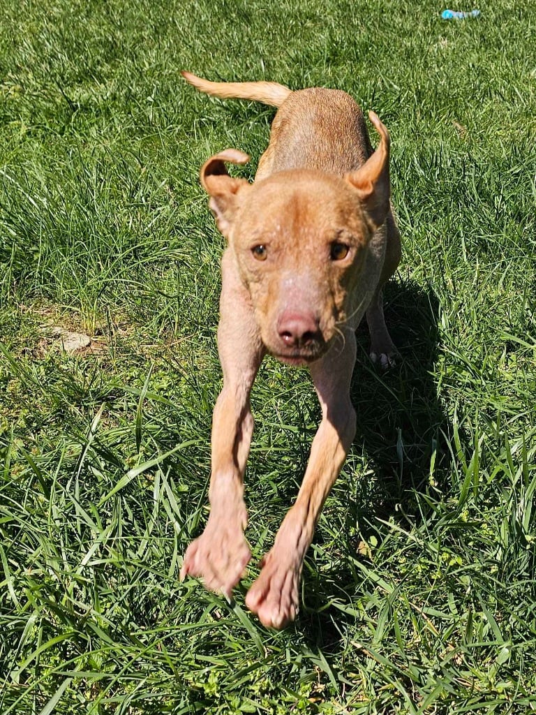 Photo of Rose, adoptable Mixed Breed in Chickamauga, Georgia