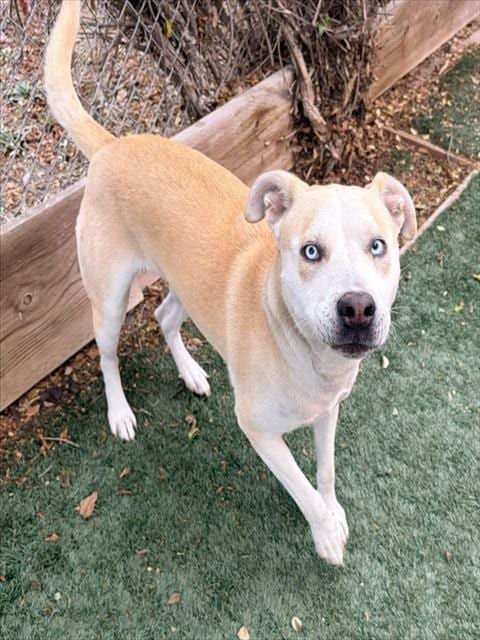 Photo of Millie, adoptable Siberian Husky in Salinas, California