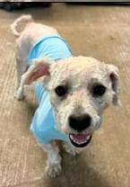 Photo of Chimi, adoptable Poodle in West Bloomfield, Michigan