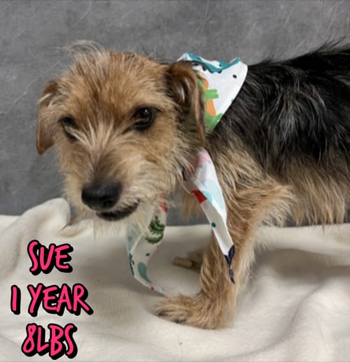 Photo of Sue, adoptable Yorkshire Terrier Yorkie in Holbrook, New York