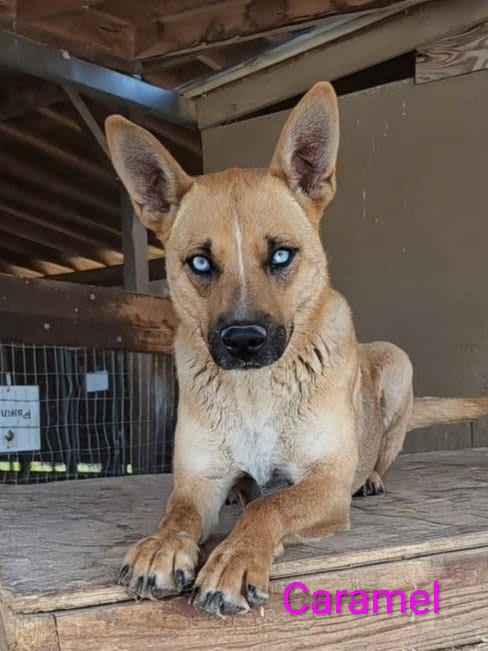 Photo of Caramel, adoptable Shepherd in Yreka, California