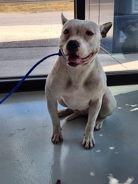 Photo of Nita, adoptable Pit Bull Terrier in Temple, Texas