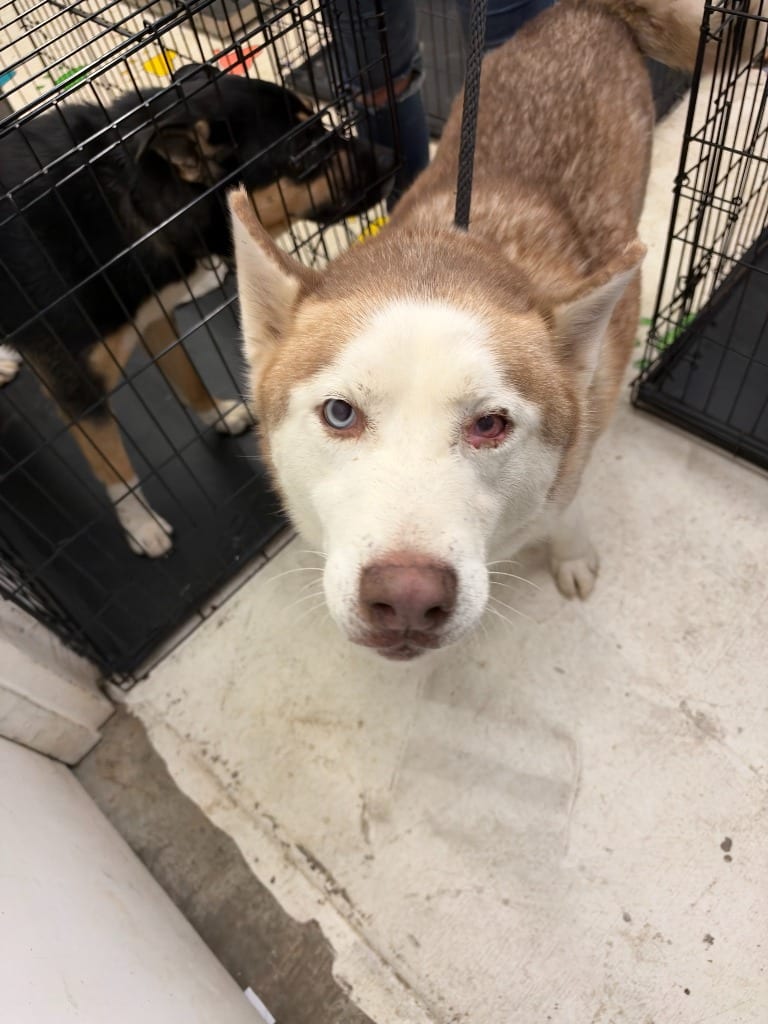 Photo of Streudel, adoptable Siberian Husky in Chickamauga, Georgia
