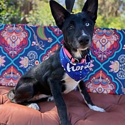 Photo of Betty, adoptable Border Collie Husky in Salem, Oregon
