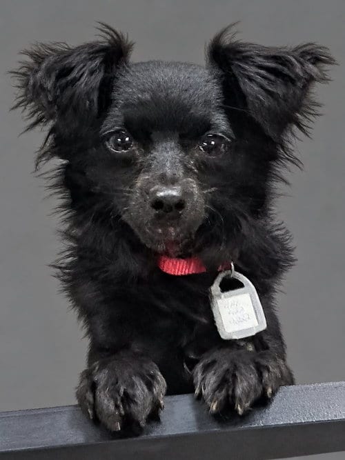 Photo of Buni Bubbles, adoptable Chihuahua in Mukwonago, Wisconsin