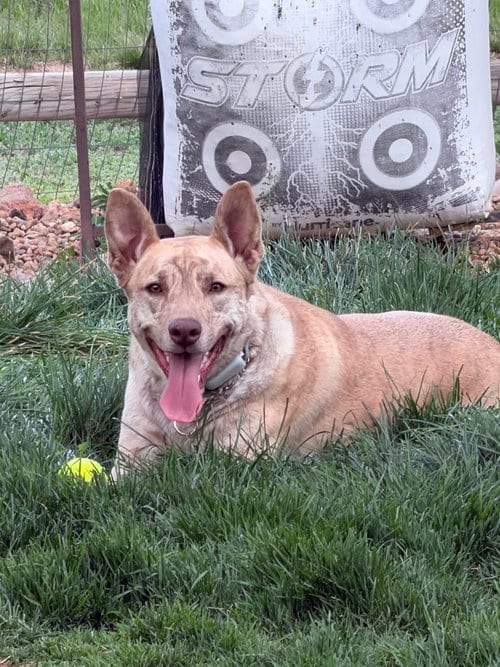 Photo of Chai, adoptable Catahoula Leopard Dog in Fort Collins, Colorado