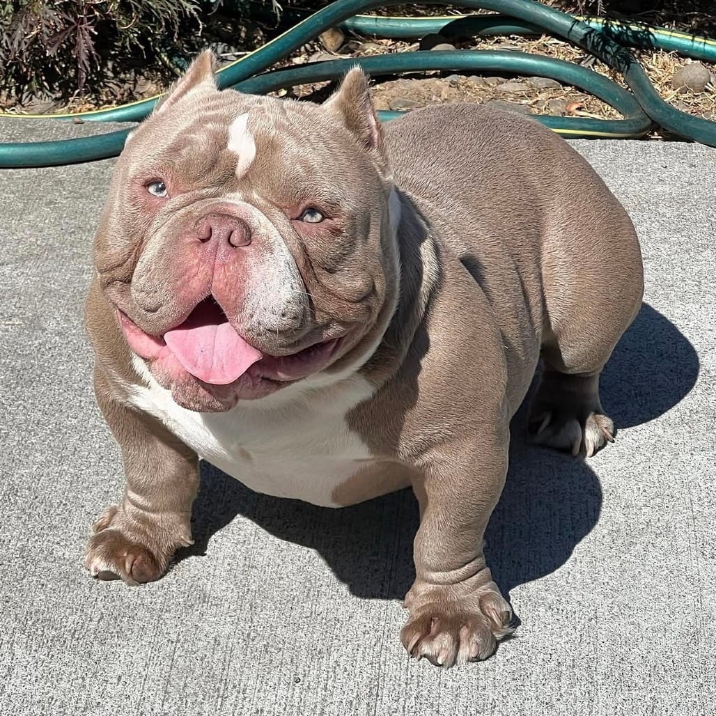 Photo of Benny, adoptable Bulldog, American in Bend, Oregon
