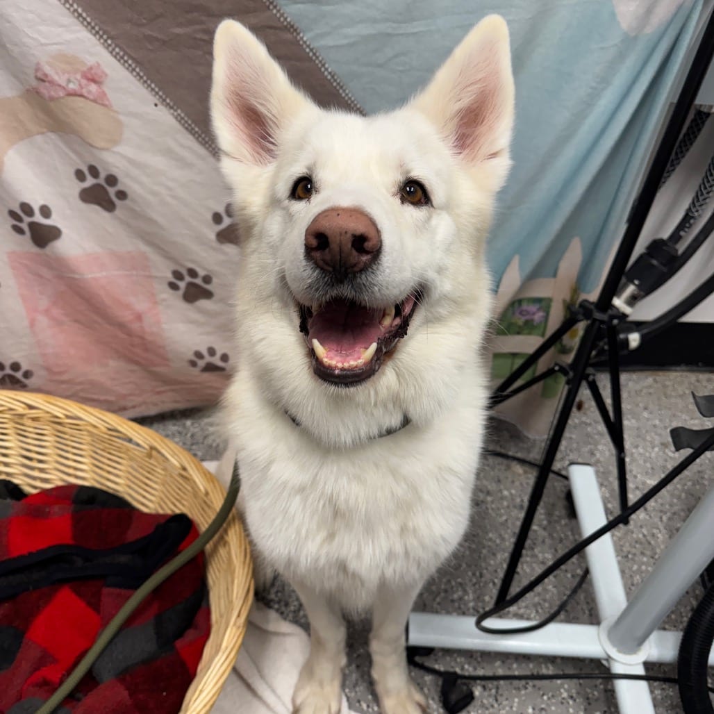 Photo of Leo, adoptable Husky / Shepherd in Henderson, Nevada