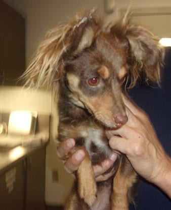 Photo of Bruno, adoptable Chihuahua in Van Nuys, California