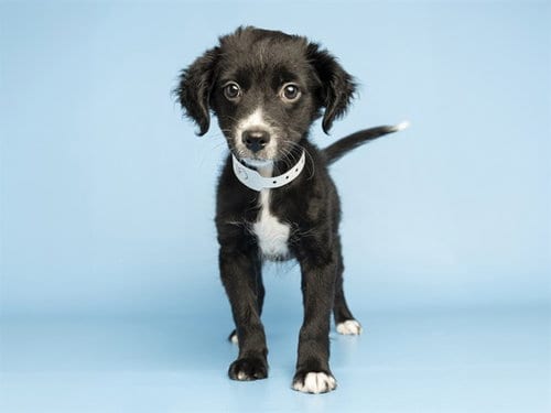 Photo of Cookies, adoptable Chihuahua in Phoenix, Arizona