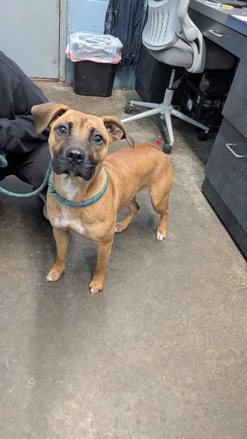 Photo of Precious, adoptable Boxer in Evansville, Indiana