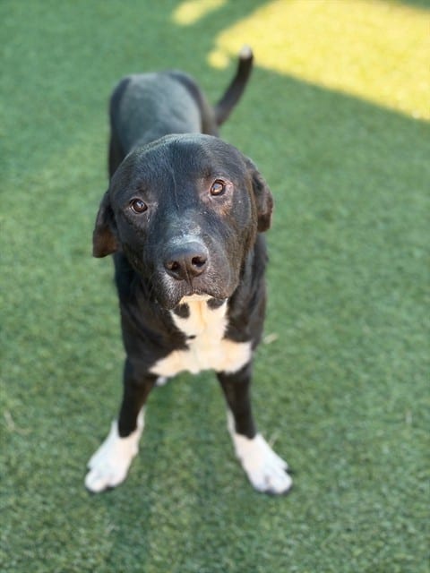 Photo of Night, adoptable Mixed Breed
