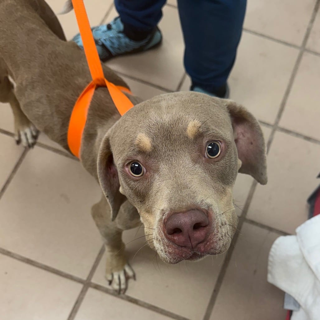 Photo of Ginger, adoptable Terrier, Pit Bull in Starkville, Mississippi