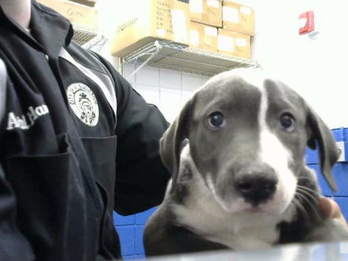 Photo of Basil, adoptable Pit Bull Terrier in Albuquerque, New Mexico