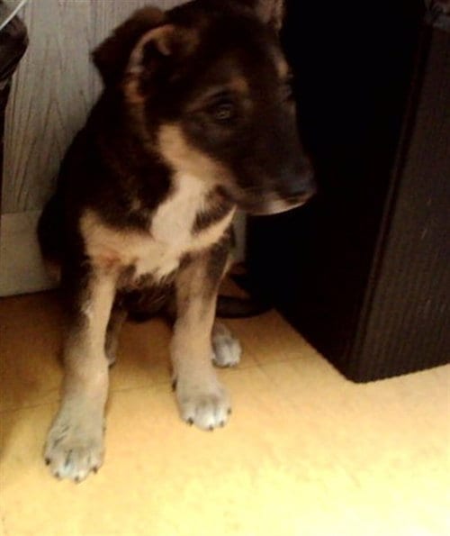 Photo of Shep, adoptable German Shepherd Dog in Martinez, California