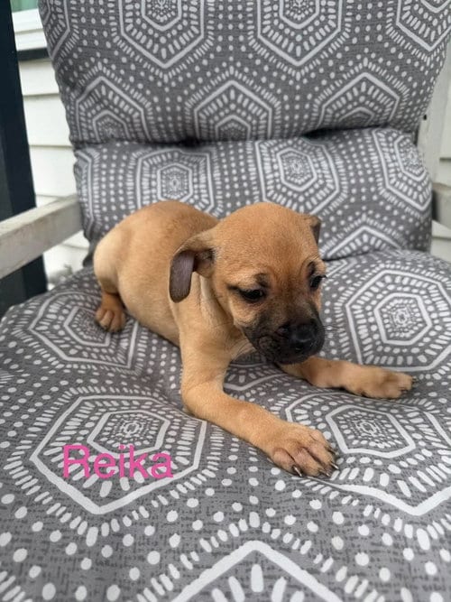 Photo of Reika (Roxie's Litter), adoptable Pug in Brewster, New York
