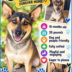 Photo of Semaj, adoptable Mixed Breed (Medium) in Roswell, Georgia
