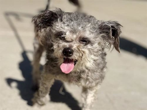 Photo of Gloria, adoptable Terrier in Martinez, California
