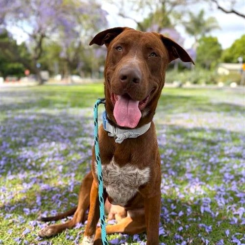 Photo of Malachite, adoptable Labrador Retriever in Long Beach, California