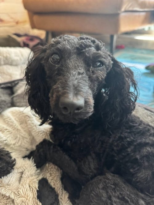 Photo of Kodak, adoptable Poodle (Miniature) in Mcclellanville, South Carolina