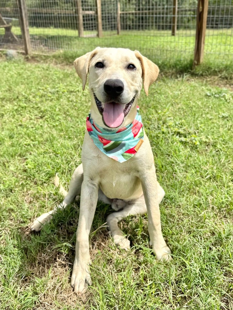 Photo of Carl, adoptable Labrador Retriever in Canyon Lake, Texas