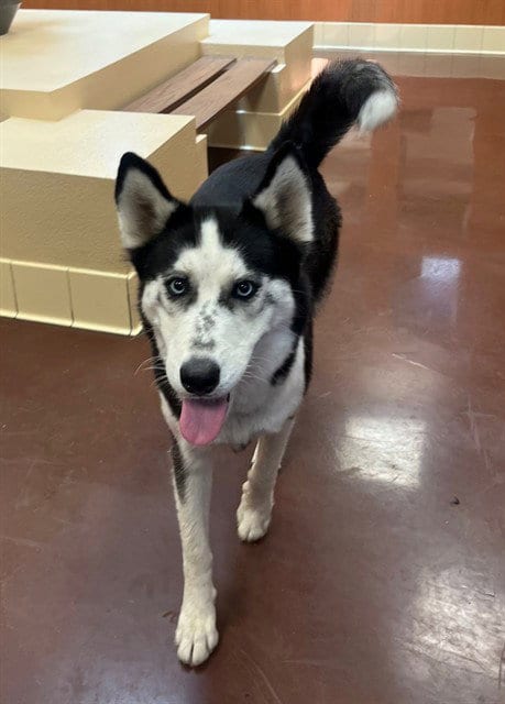 Photo of Odessa, adoptable Siberian Husky in Thousand Palms, California