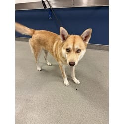 Photo of Whopper, adoptable Husky in Doral, Florida