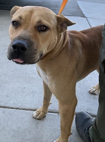 Photo of Mort, adoptable Pit Bull Terrier in Bakersfield, California