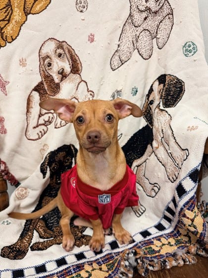 Photo of Francisco, adoptable dog in Bakersfield, California