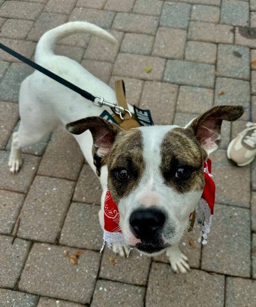 Photo of Bodhia, adoptable American Pit Bull Terrier in Germantown, Ohio