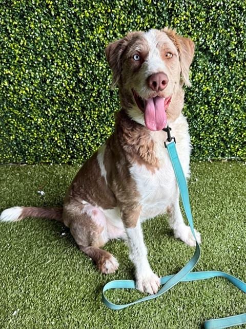 Photo of Karl, adoptable Labrador Retriever in Naples, Florida