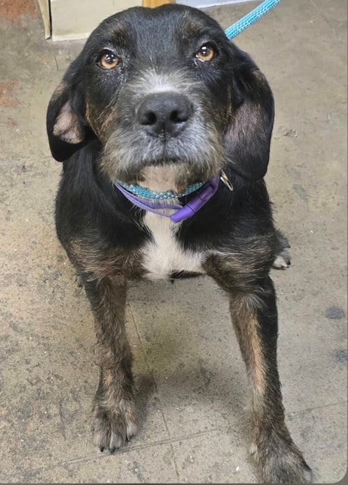 Photo of Nelda, adoptable Poodle (unknown type) in Alexander, Arkansas