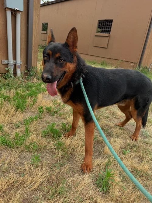 Photo of Murphy, adoptable German Shepherd Dog in Yreka, California