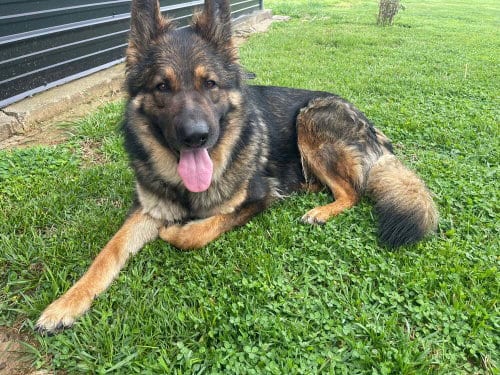 Photo of Heidi, adoptable German Shepherd Dog in Evansville, Indiana