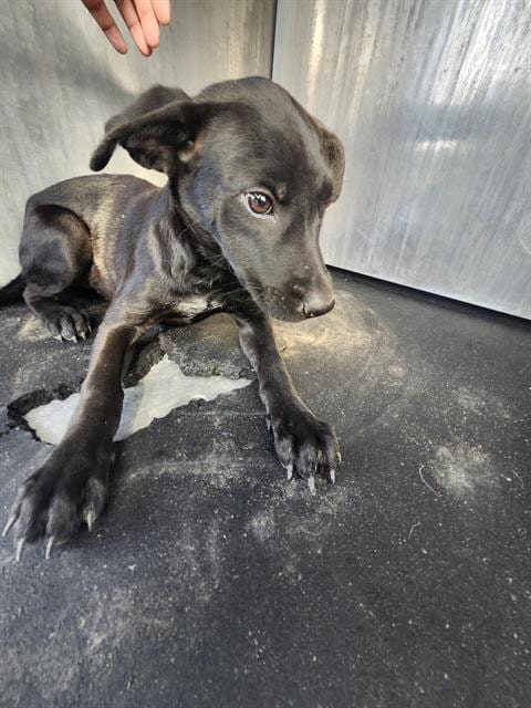 Photo of Marry, adoptable Labrador Retriever in San Antonio, Texas